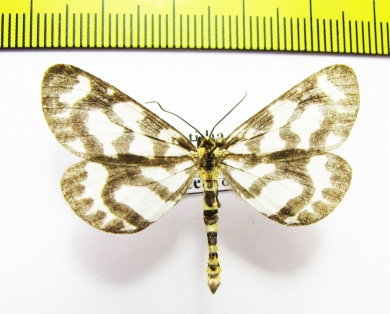 Cystidia couggaria  Russia, Far East - INSECTS-STORE.RU