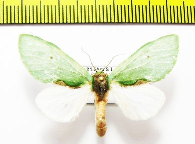 Noctuidae sp.  Bolivia - INSECTS-STORE.RU