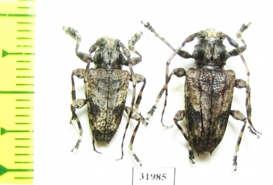 Cerambycidae sp.  Peru - INSECTS-STORE.RU