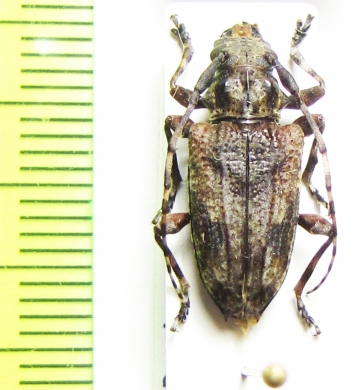 Psapharochrus brunnescens  Peru - INSECTS-STORE.RU