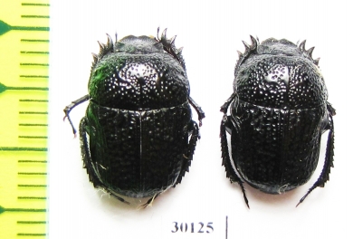 Gymnopleurus flagellatus  Kazakhstan - INSECTS-STORE.RU