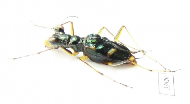 Therates spinipennis ssp.  Malaysia, Borneo - INSECTS-STORE.RU