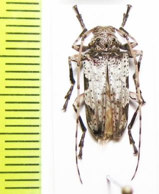 Oreodera quinquetuberculata  Bolivia - INSECTS-STORE.RU