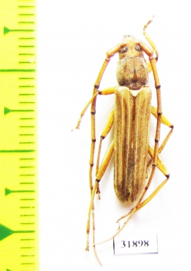 Cerambycidae sp.  Panama - INSECTS-STORE.RU