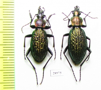 Carabus (Ainocarabus) avinovi, pair  Russia, Sakhalin isl. - INSECTS-STORE.RU
