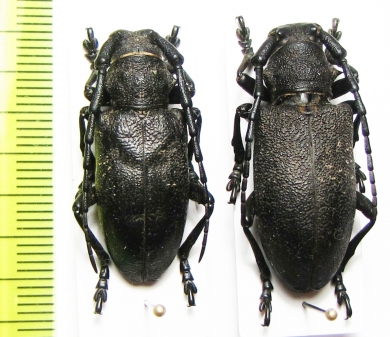 Lamia textor, pair  Russia, Tver reg. - INSECTS-STORE.RU