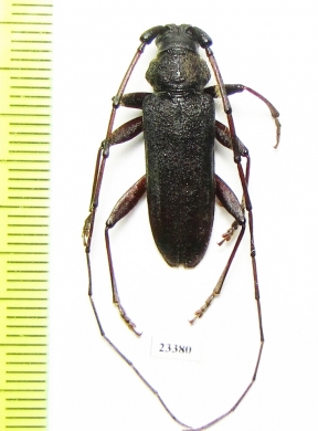 Cerambycidae sp.  China, Yunnan prov. - INSECTS-STORE.RU