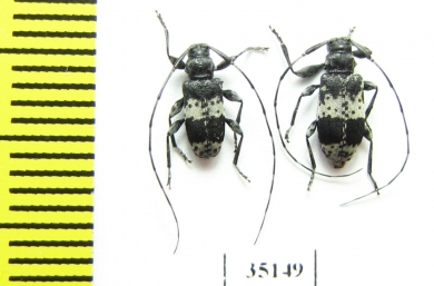 Leiopus punctulatus  Russia, Tver reg. - INSECTS-STORE.RU