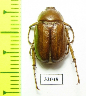 Amphimallon caucasicum  Iran, Fars prov. - INSECTS-STORE.RU