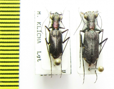 Odontocheila chrysis, pair  Peru - INSECTS-STORE.RU