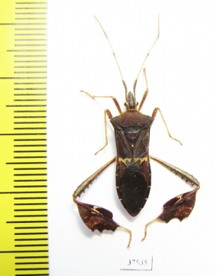 Hemiptera sp.  Honduras - INSECTS-STORE.RU