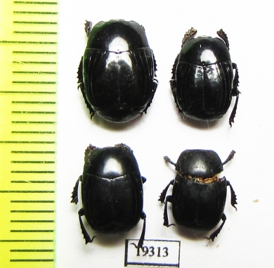 Omalodes marseuli  Paraguay - INSECTS-STORE.RU