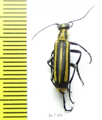 Meloidae sp.  Mexico - INSECTS-STORE.RU