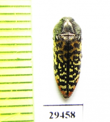 Acmaeodera haemorrhoa  USA - INSECTS-STORE.RU
