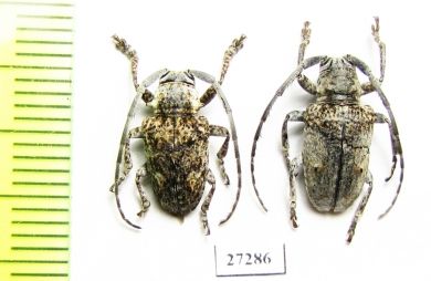 Cerambycidae sp.  South Africa Rep. - INSECTS-STORE.RU