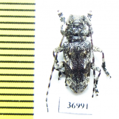 Cerambycidae sp.  South Africa Rep. - INSECTS-STORE.RU