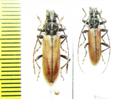 Cerambycidae sp., pair  Malawi - INSECTS-STORE.RU