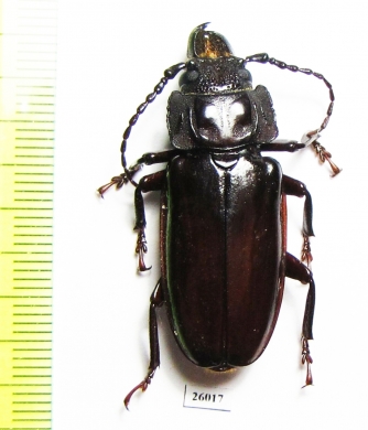 Mallodon sp.  South Africa Rep. - INSECTS-STORE.RU