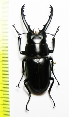 Prosopocoilus sp.  Indonesia, Sulawesi  64mm - INSECTS-STORE.RU