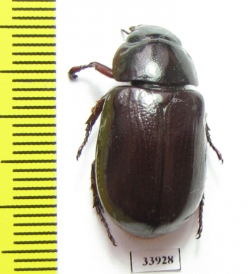 Dynastinae sp.  Panama - INSECTS-STORE.RU