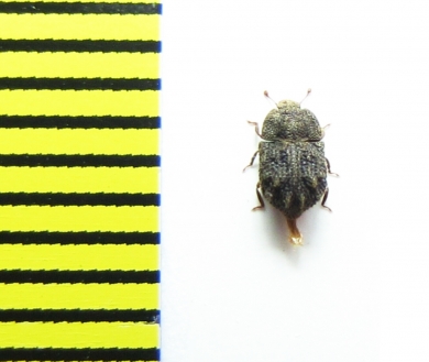 Tarphius congestus  Tenerife isl. - INSECTS-STORE.RU