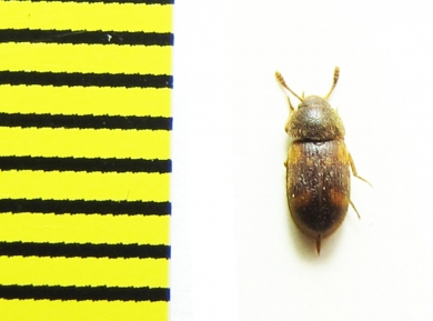 Mycetophagidae, Mycetophagus quadriguttatus  Belorussia - INSECTS-STORE.RU