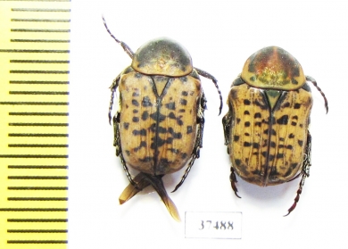 Cetoniinae sp.  South Africa Rep. - INSECTS-STORE.RU