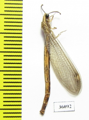 Myrmeleontidae sp.  Thailand - INSECTS-STORE.RU