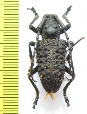 Cerambycidae sp.  Vietnam - INSECTS-STORE.RU