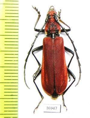 Mimosebasmia purpurea  Laos - INSECTS-STORE.RU