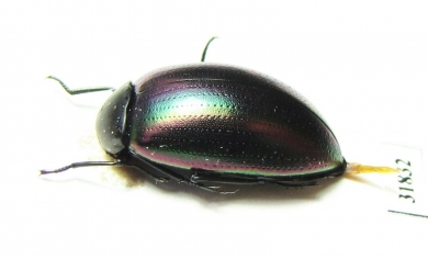 Tenebrionidae sp.  Australia - INSECTS-STORE.RU