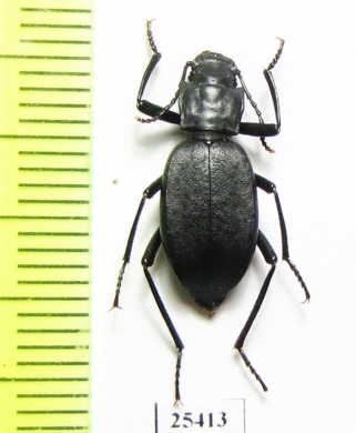 Solskyia depressiuscula  India, Kashmir - INSECTS-STORE.RU