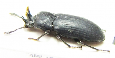 Toxicum sp.  Indonesia, Sulawesi - INSECTS-STORE.RU