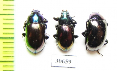 Tenebrionidae sp.  Malaysia, Borneo - INSECTS-STORE.RU