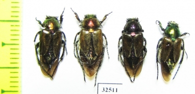 Eulasia ? diadema  Turkey, Mugla reg. - INSECTS-STORE.RU