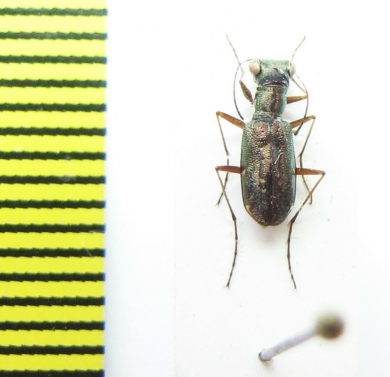 Cicindelinae sp.  Madagascar - INSECTS-STORE.RU