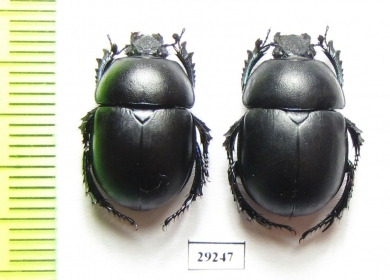 Trypocopris vernalis fauveli  Italy - INSECTS-STORE.RU