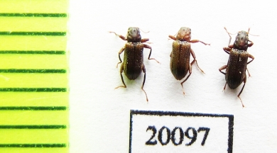 Elmidae sp.  Iran, Lorestan prov. - INSECTS-STORE.RU