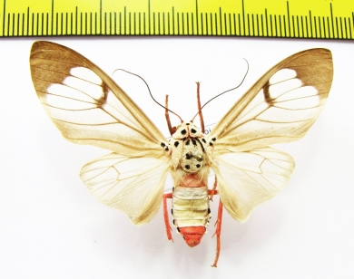 Erebidae sp.  Laos - INSECTS-STORE.RU