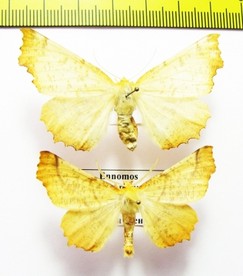 Ennomos autumnarius, pair  Russia, Ryazan reg. - INSECTS-STORE.RU