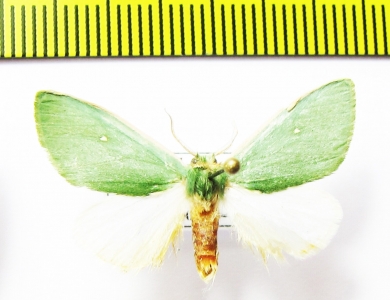 Noctuidae sp.  Bolivia - INSECTS-STORE.RU