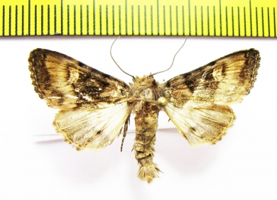 Euplexia lucipara  Armenia - INSECTS-STORE.RU