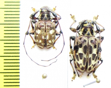 Cerambycidae sp.  Peru - INSECTS-STORE.RU