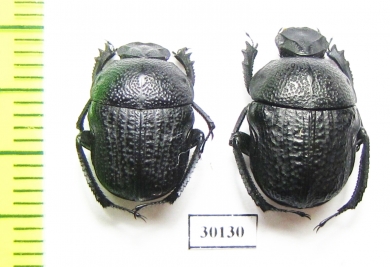 Gymnopleurus geoffroyi serratus  Georgia - INSECTS-STORE.RU