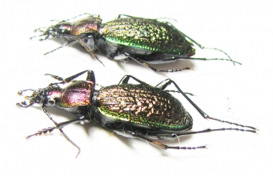 Carabus (Ainocarabus) avinovi, pair  Russia, Sakhalin isl. - INSECTS-STORE.RU