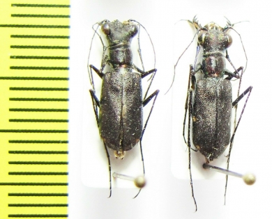 Odontocheila chrysis, pair  Peru - INSECTS-STORE.RU