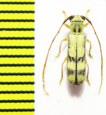 Menesia flavotecta  Russia, Far East - INSECTS-STORE.RU