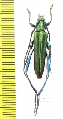 Cerambycidae sp.  China, Yunnan prov. - INSECTS-STORE.RU