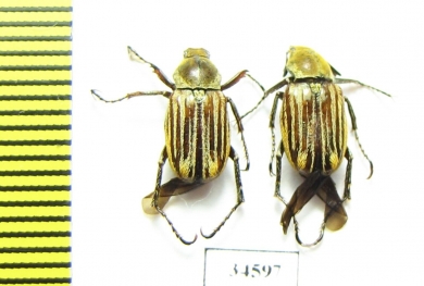 Macrodactylini sp.  Ecuador - INSECTS-STORE.RU