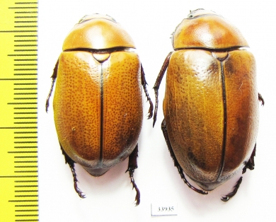 Rutelinae sp.  Panama - INSECTS-STORE.RU